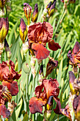 Iris x germanica, bronzefarben
