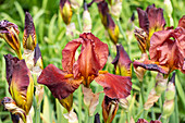 Iris x germanica, bronzefarben