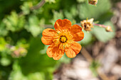 Geum coccineum 'Borisii'