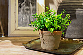 Ambience with decorative plant
