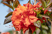 Rhododendron luteum 'Fireball'