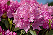 Rhododendron 'Walküre'®