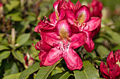 Rhododendron 'Junifeuer'