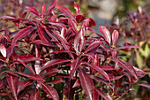 Pieris japonica 'Katsura'