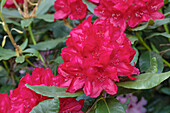 Rhododendron, red