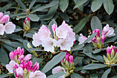 Rhododendron, white