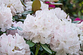 Rhododendron, white