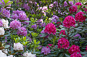 Rhododendron hybrid (large-flowered)