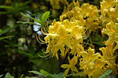 Rhododendron luteum