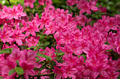 Rhododendron obtusum, pink