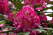 Rhododendron, zweifarbig
