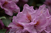 Rhododendron, pink