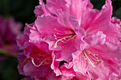 Rhododendron yakushimanum 'Porcelain'