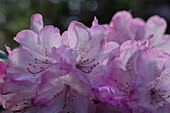 Rhododendron, pink