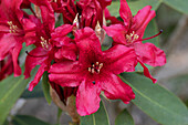 Rhododendron, red