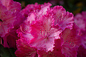 Rhododendron, pink