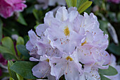 Rhododendron 'Genoveva'