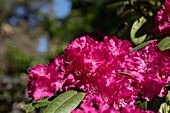 Rhododendron, pink