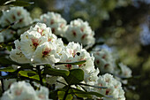 Rhododendron 'Breslau'