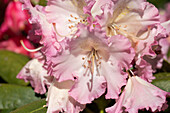 Rhododendron 'Berliner Liebe'