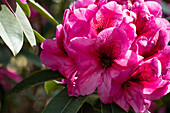 Rhododendron, rosarot