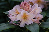 Rhododendron, salmon pink