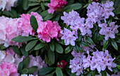 Rhododendron, pink