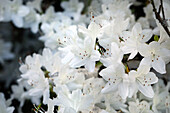 Rhododendron obtusum, white