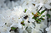 Rhododendron obtusum, white