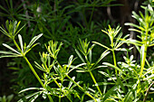 Galium verum