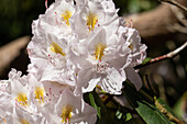 Rhododendron, white