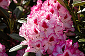 Rhododendron, zweifarbig