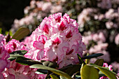 Rhododendron, two-coloured