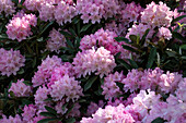 Rhododendron, pink