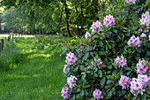 Rhododendron, white