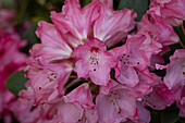 Rhododendron 'Sneezy'