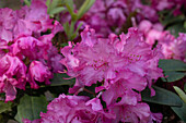 Rhododendron yakushimanum 'Tatjana'