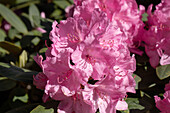 Rhododendron 'Lumina'