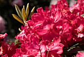 Rhododendron yakushimanum 'Thoroughbred'