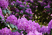 Rhododendron, lila