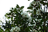 Rhododendron, white