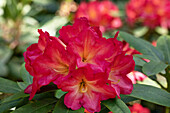 Rhododendron, red-yellow