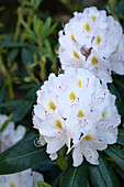 Rhododendron