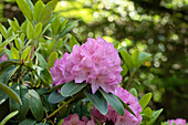 Rhododendron, rosa