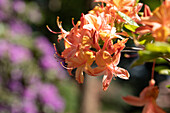 Rhododendron 'Coccinea'