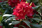 Rhododendron, red