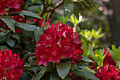 Rhododendron, red