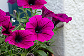 Petunia, purple