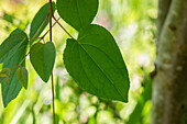 Cercidiphyllum japonicum