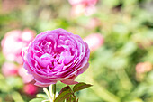 Strauchrose, rosa